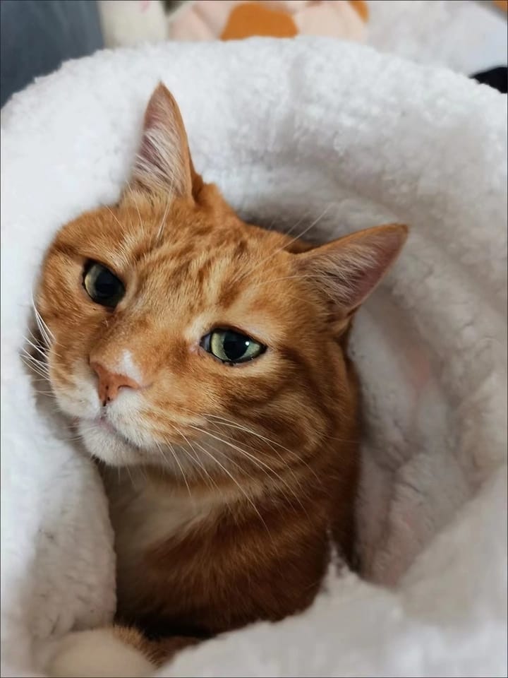 冬用 猫寝袋ベッド ふわもこ寝袋ハウス｜暖かいフリース素材｜洗える 保温・防寒 キャットハウス