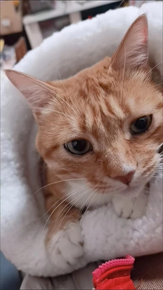 冬用 猫寝袋ベッド ふわもこ寝袋ハウス｜暖かいフリース素材｜洗える 保温・防寒 キャットハウス